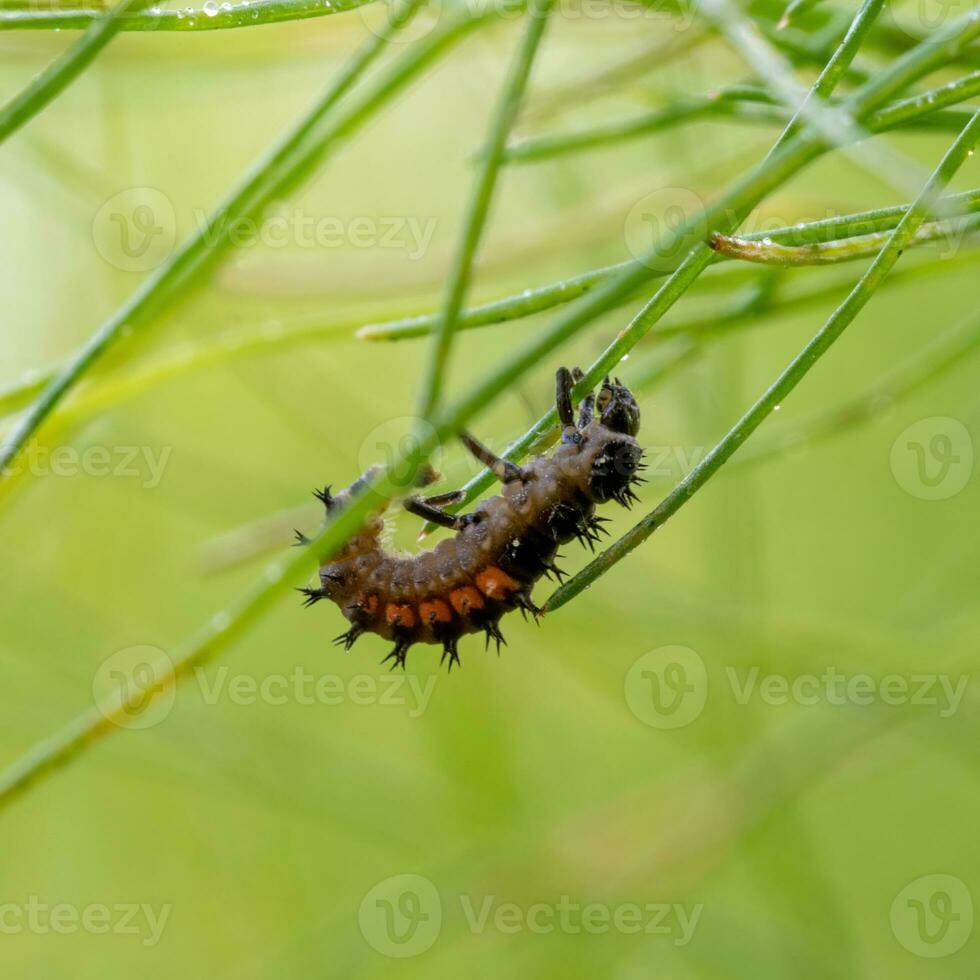 asiatique coccinelle larve sur une fenouil plante contre photo