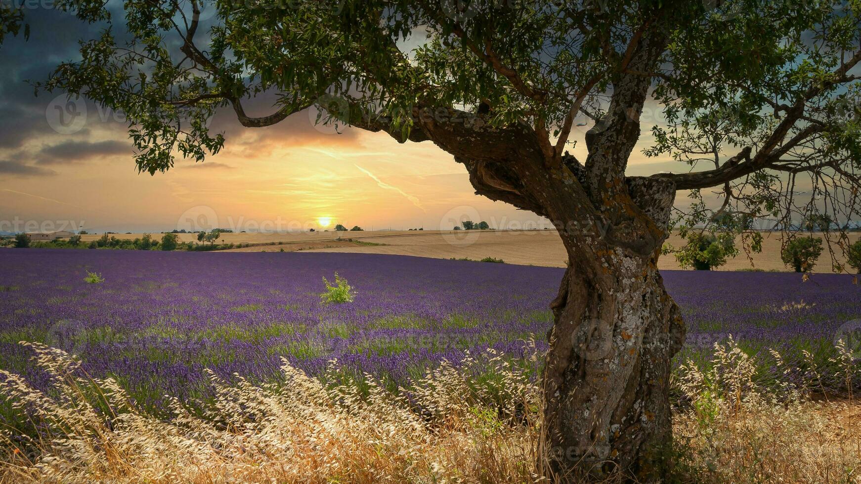 champ de lavandes fleurs photo