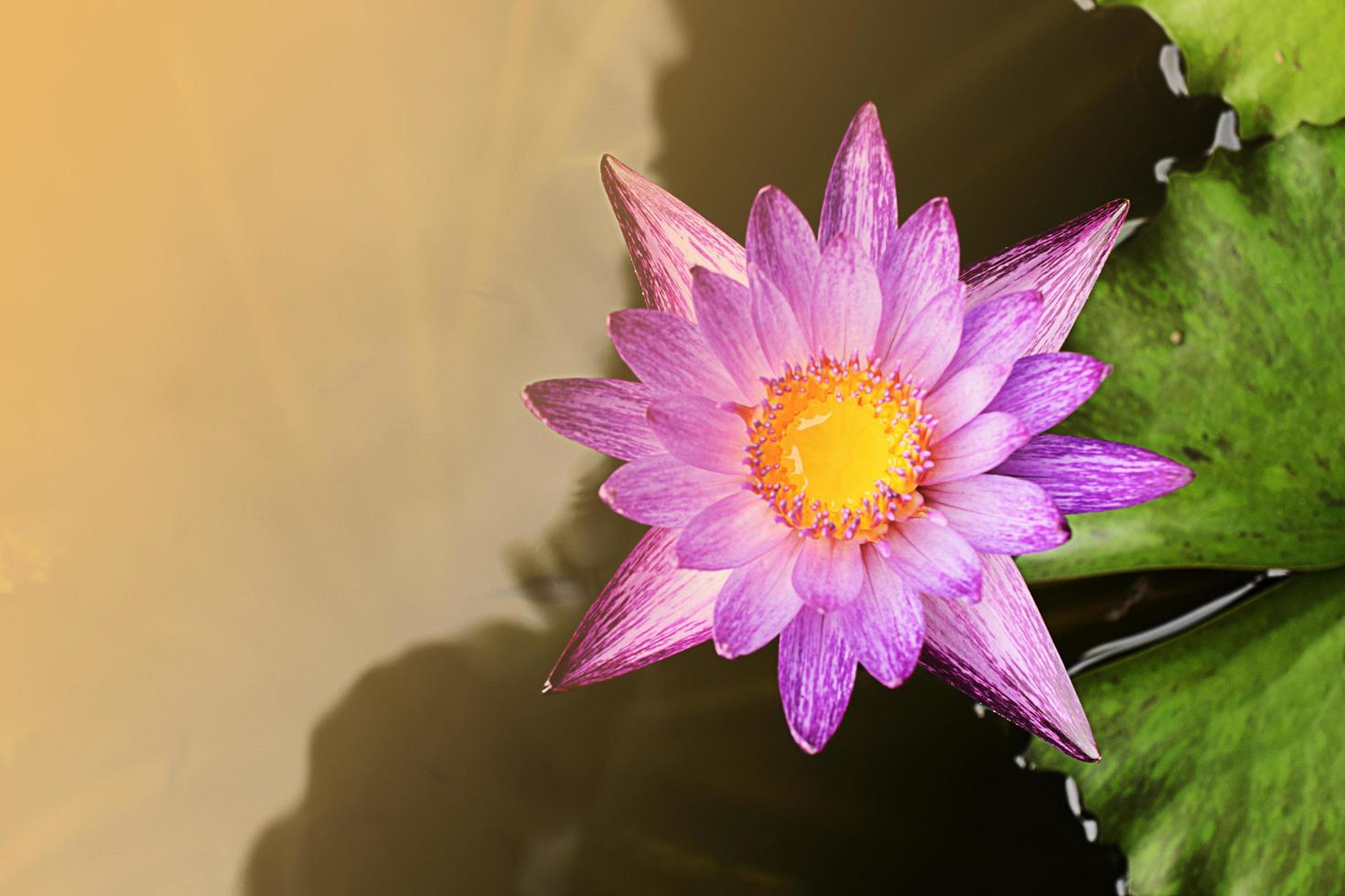 Nénuphar rose unique avec fond de lumière du soleil photo