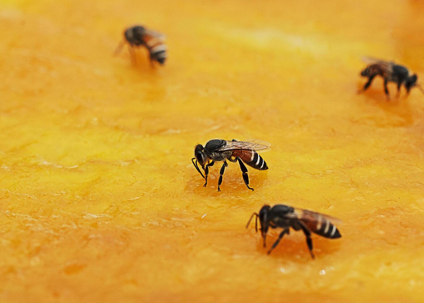 abeille, à, mangue séchée, fond macro photo