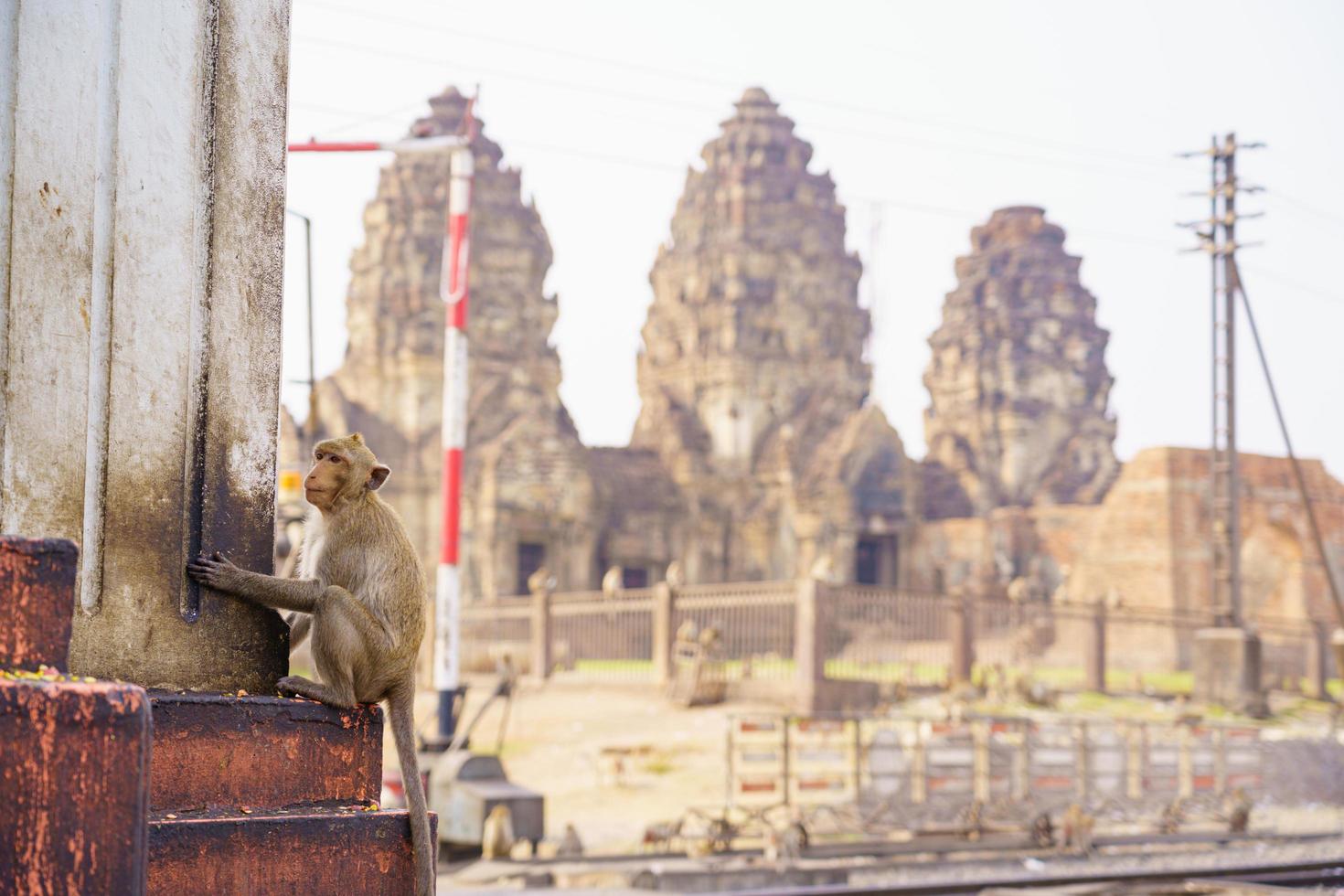 Macaque crabier mangeant des fruits à Lop Buri, Thaïlande photo