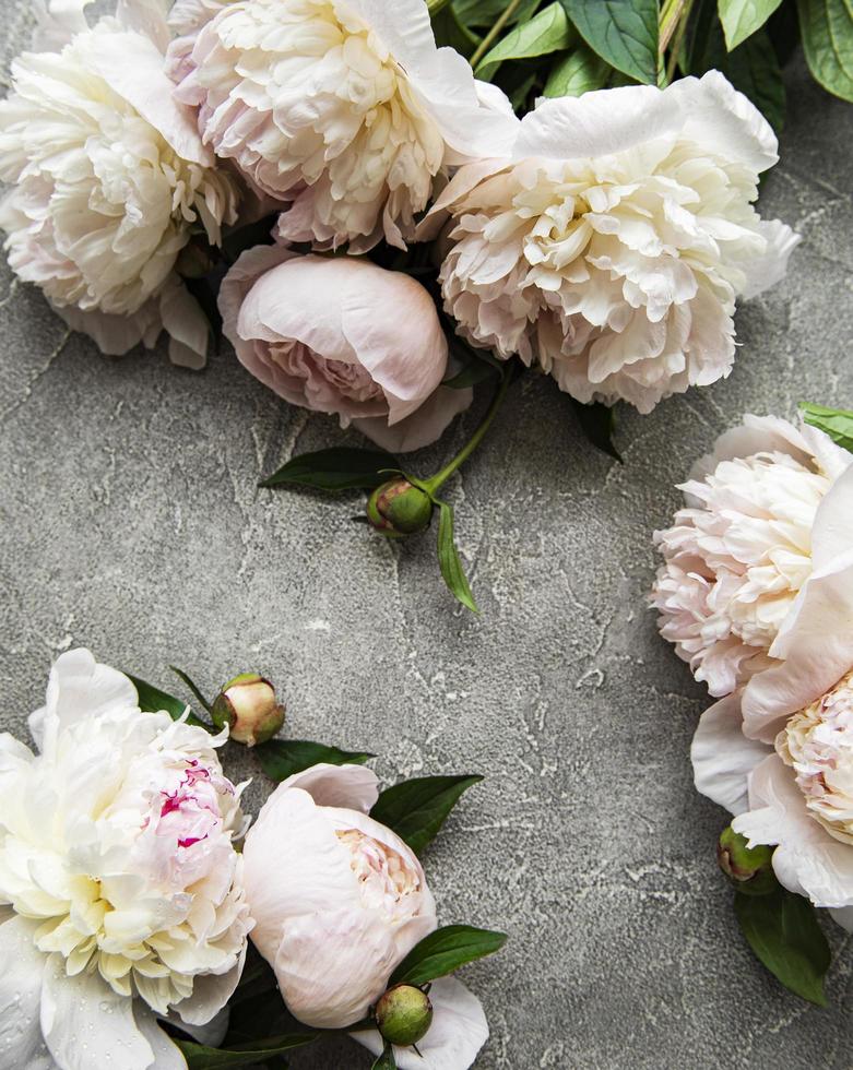 Fleurs de pivoine sur fond de béton gris photo