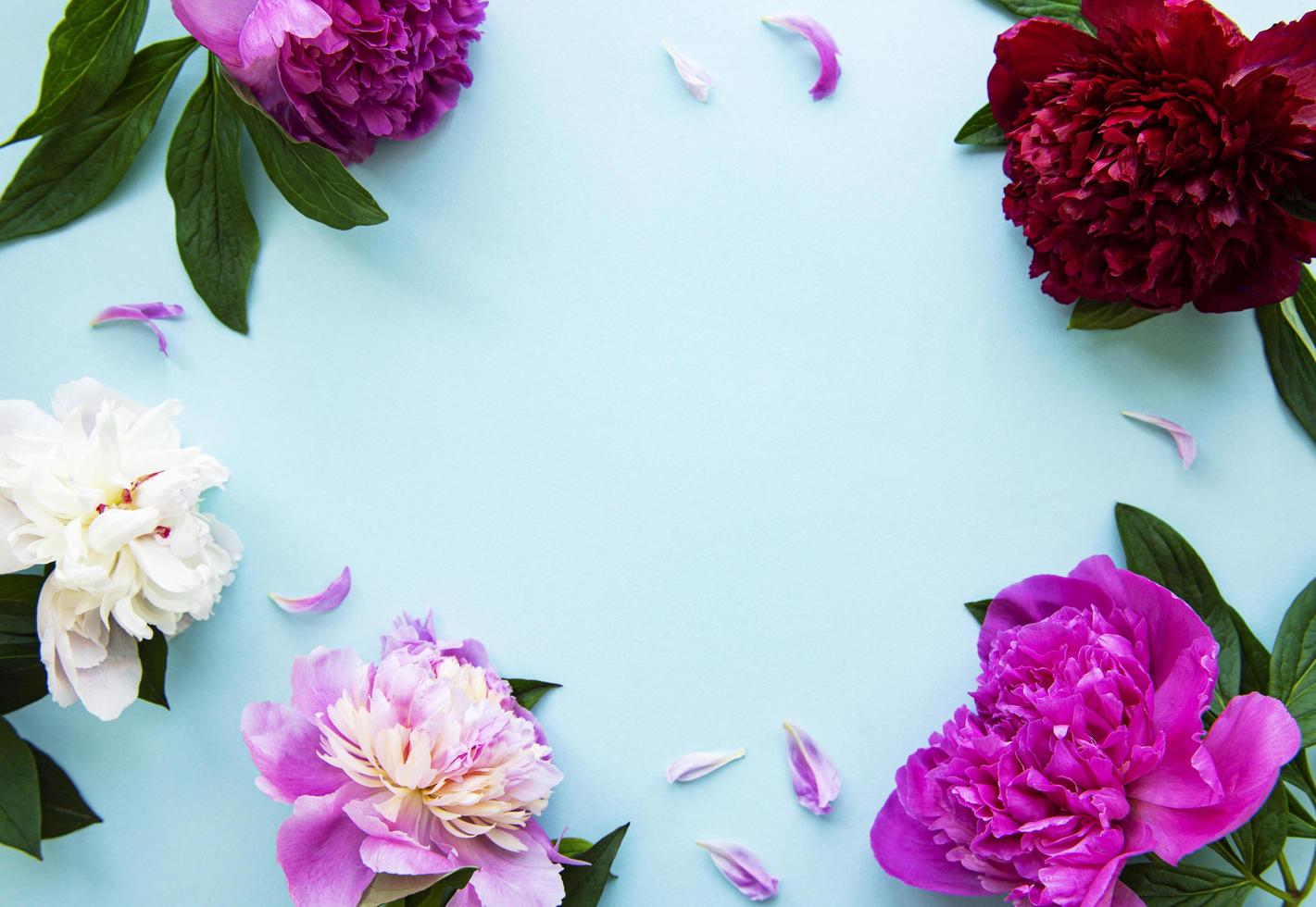 fleurs de pivoine rose comme bordure photo