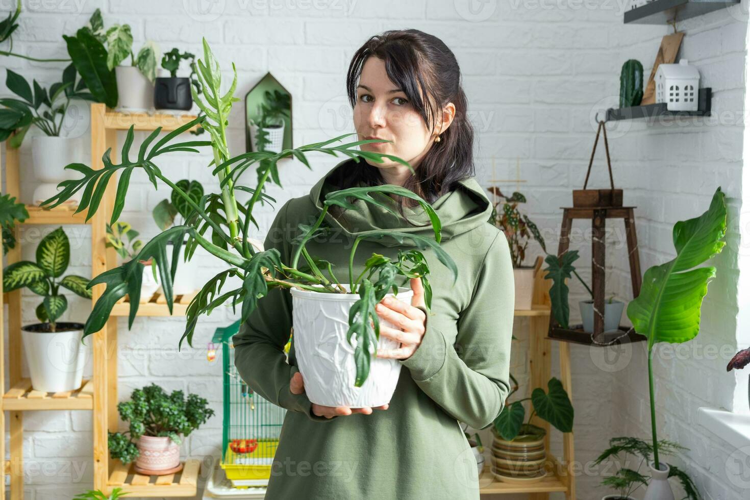 grand philodendron élégance avec sculpté feuilles dans le mains de femme dans le intérieur de une vert maison avec rayonnage collections de national les plantes. Accueil surgir production photo