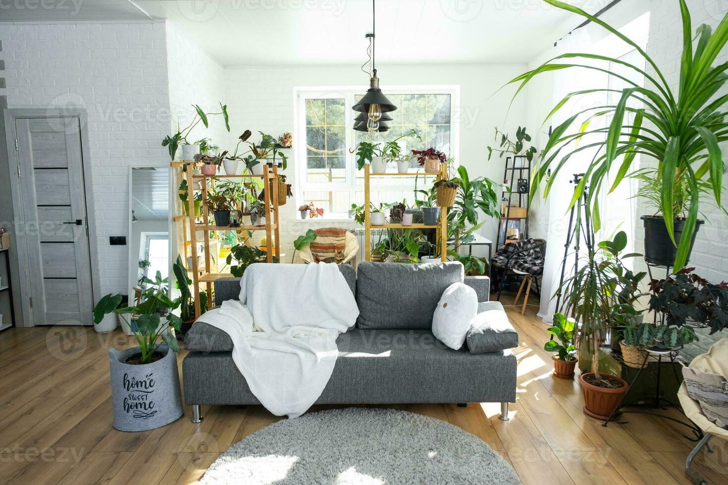 rayonnage avec une groupe de intérieur les plantes dans le intérieur pièce blanc grenier, gris canapé, confortable plaid, tapis. plante d'appartement croissance et soins pour intérieur usine, vert Accueil photo