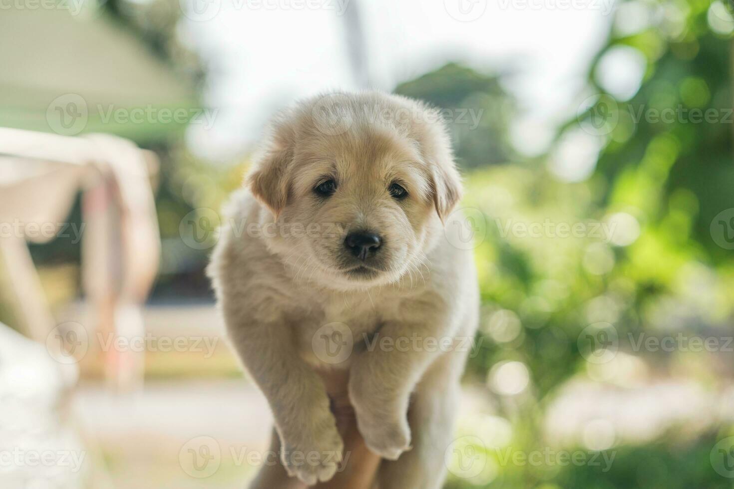 adorable blanc velu petit chiot sur main de propriétaire photo