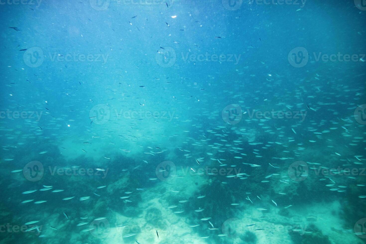 petit école poisson dans aqua émeraude océan photo