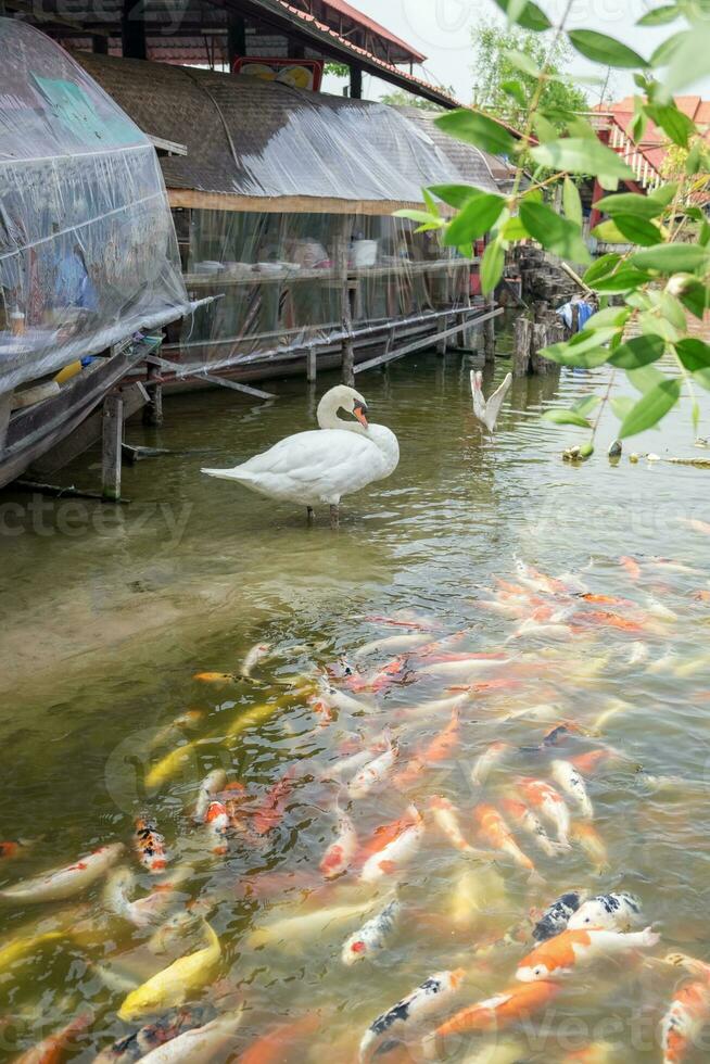 blanc cygne avec koi coloré groupe photo