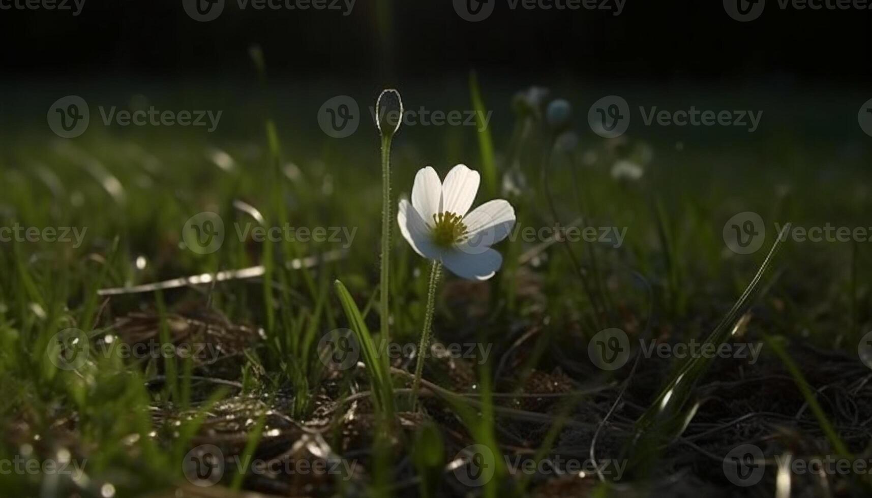 Frais fleurs sauvages Floraison dans le prairie, une beauté dans la nature généré par ai photo