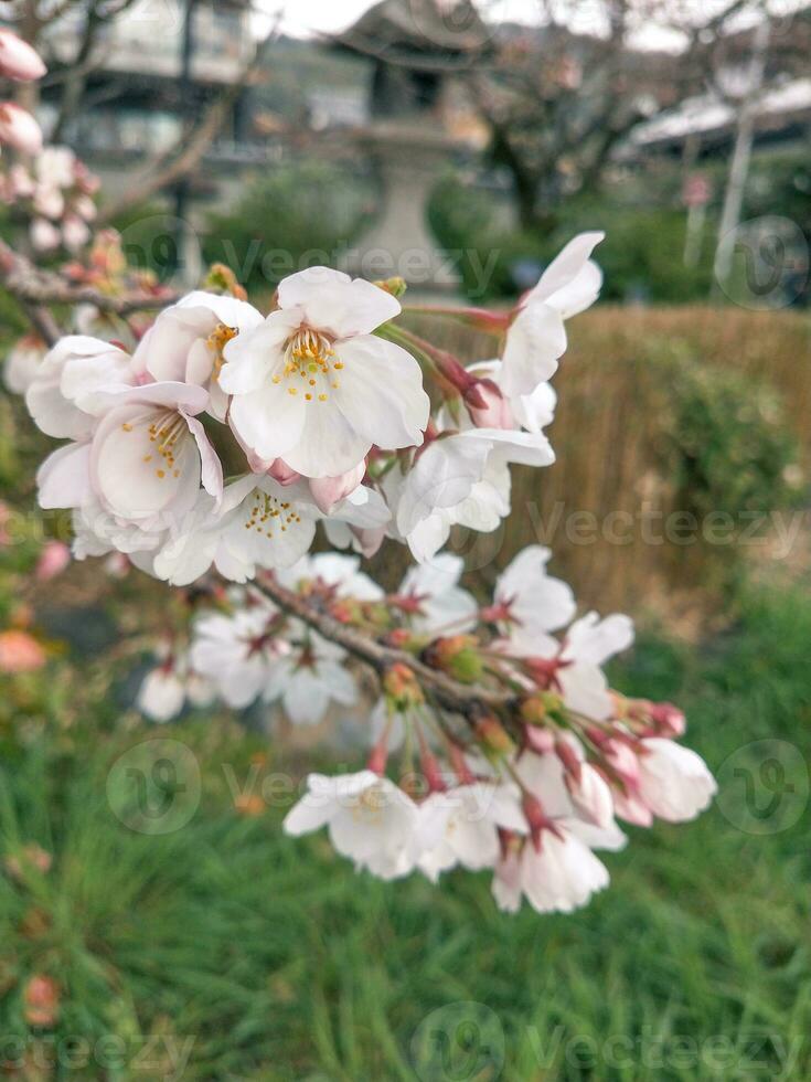 magnifique rose Sakura Cerise fleur fleurs épanouissement dans le jardin dans printemps photo