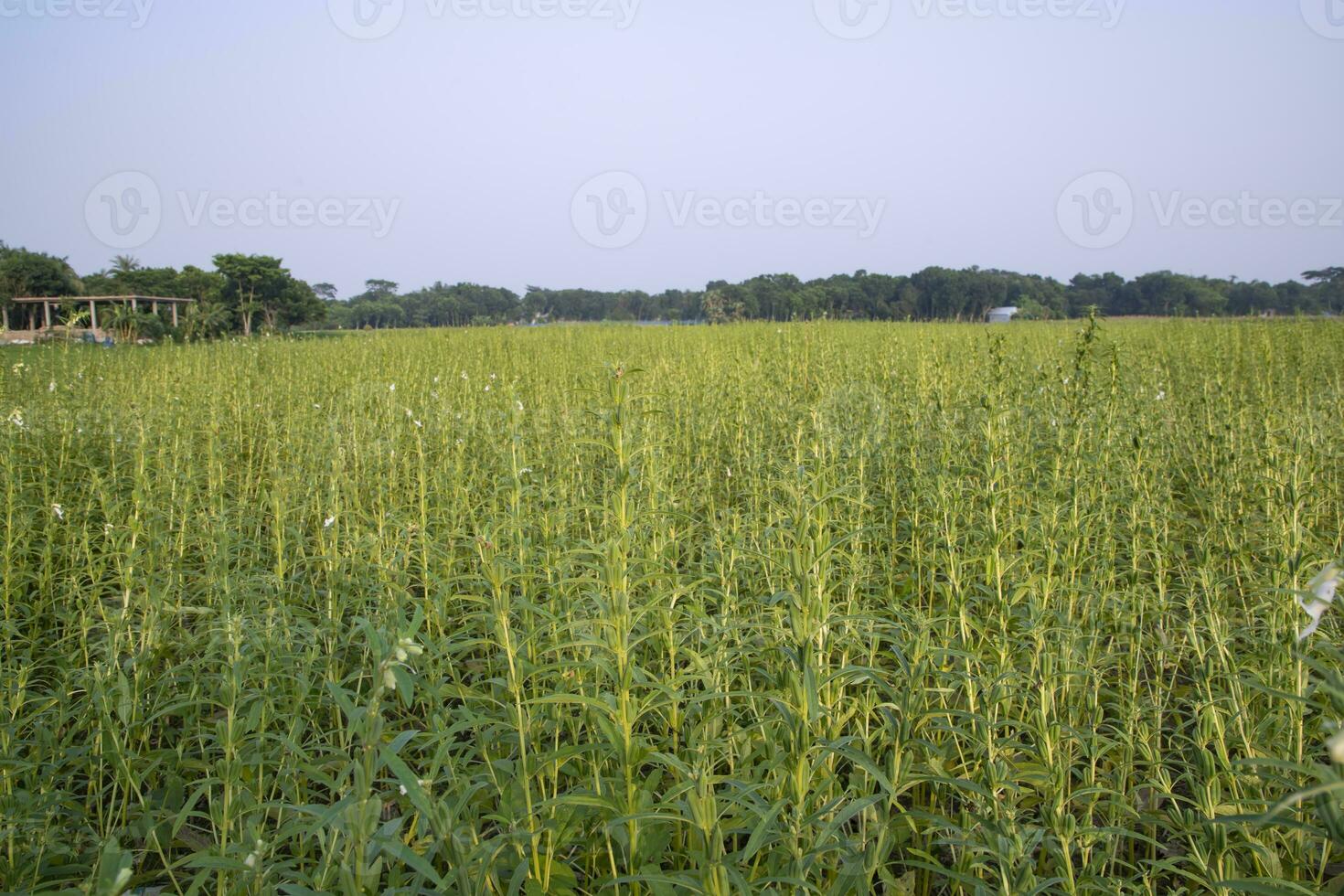 Naturel paysage vue de sésame planté dans le campagne champ de bangladesh photo