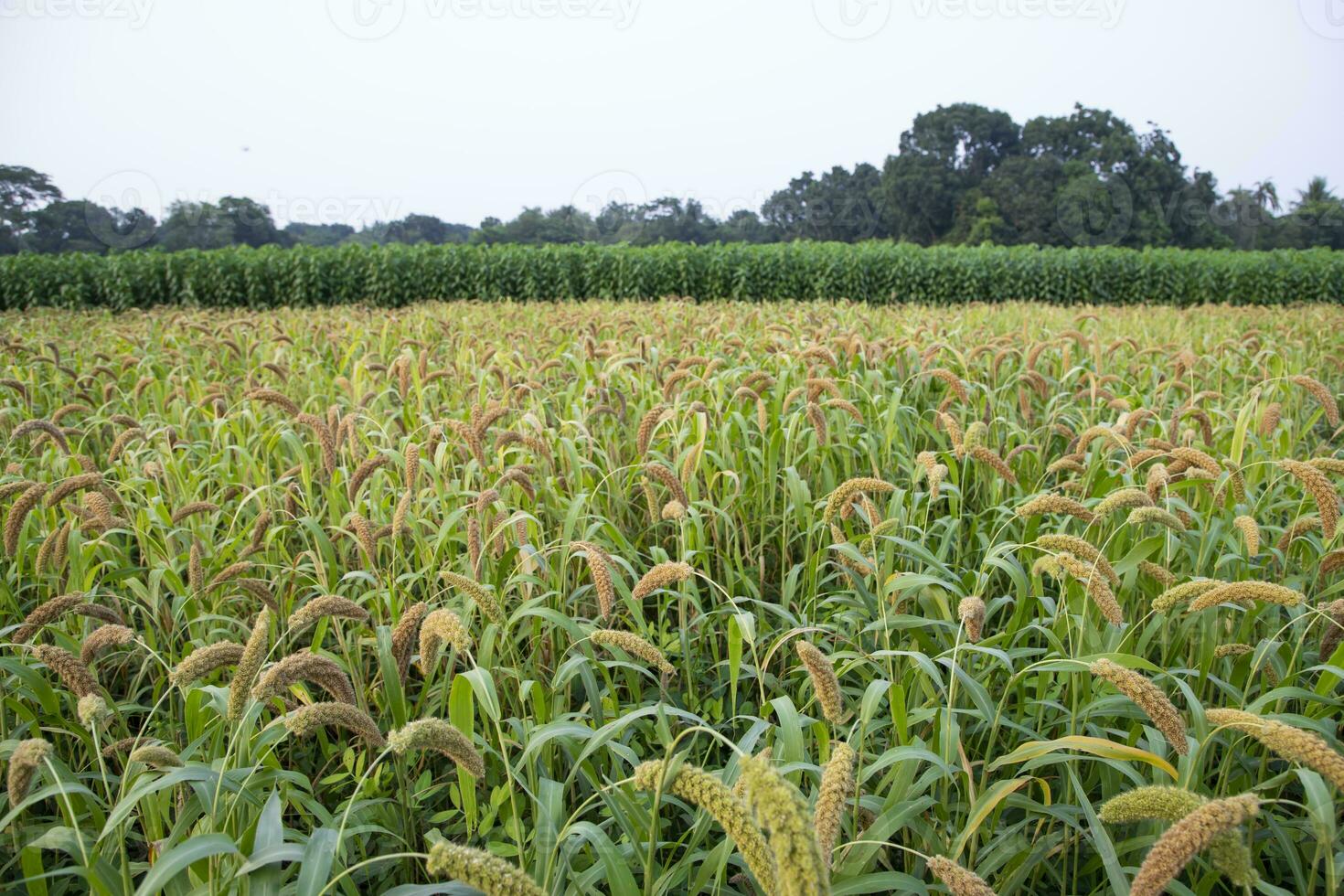 brut mûr Millet cultures dans le champ agriculture paysage vue photo