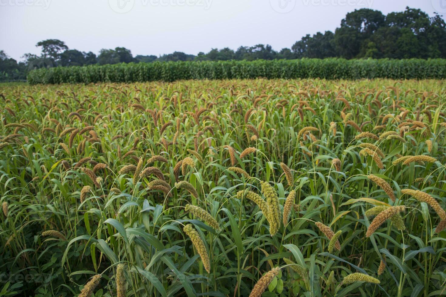 brut mûr Millet cultures dans le champ agriculture paysage vue photo