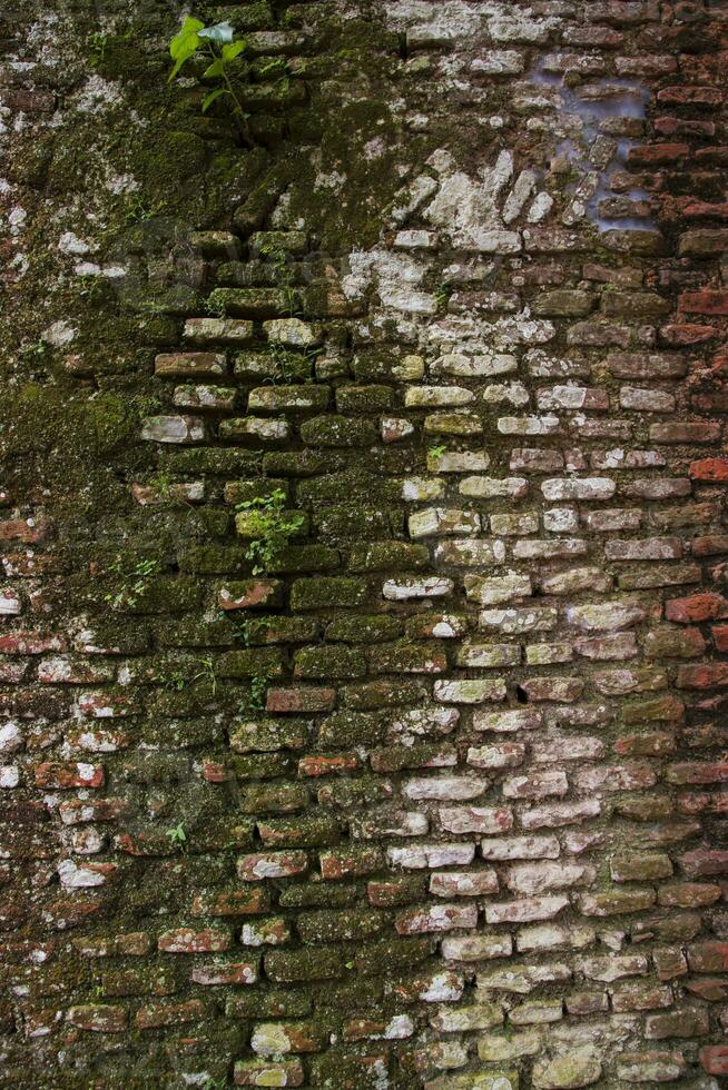 vieux brique mur avec vert mousse et lichen. abstrait Contexte photo