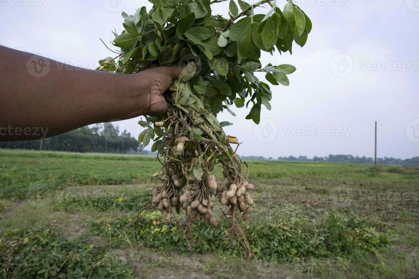 cacahuète sur Les agriculteurs main dans le champ. agriculture récolte concept photo