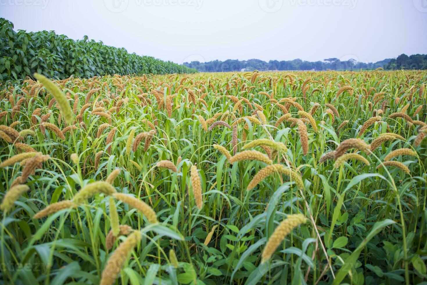 brut mûr Millet cultures dans le champ agriculture paysage vue photo