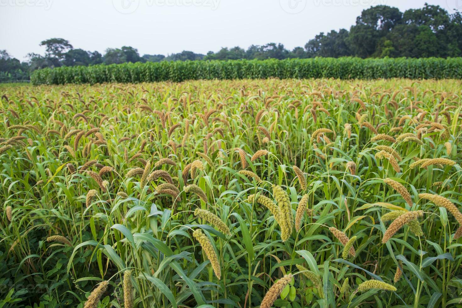 brut mûr Millet cultures dans le champ agriculture paysage vue photo