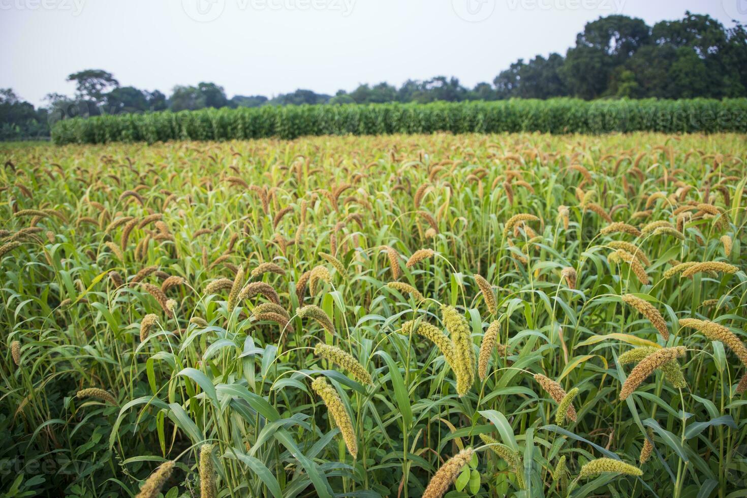 brut mûr Millet cultures dans le champ agriculture paysage vue photo