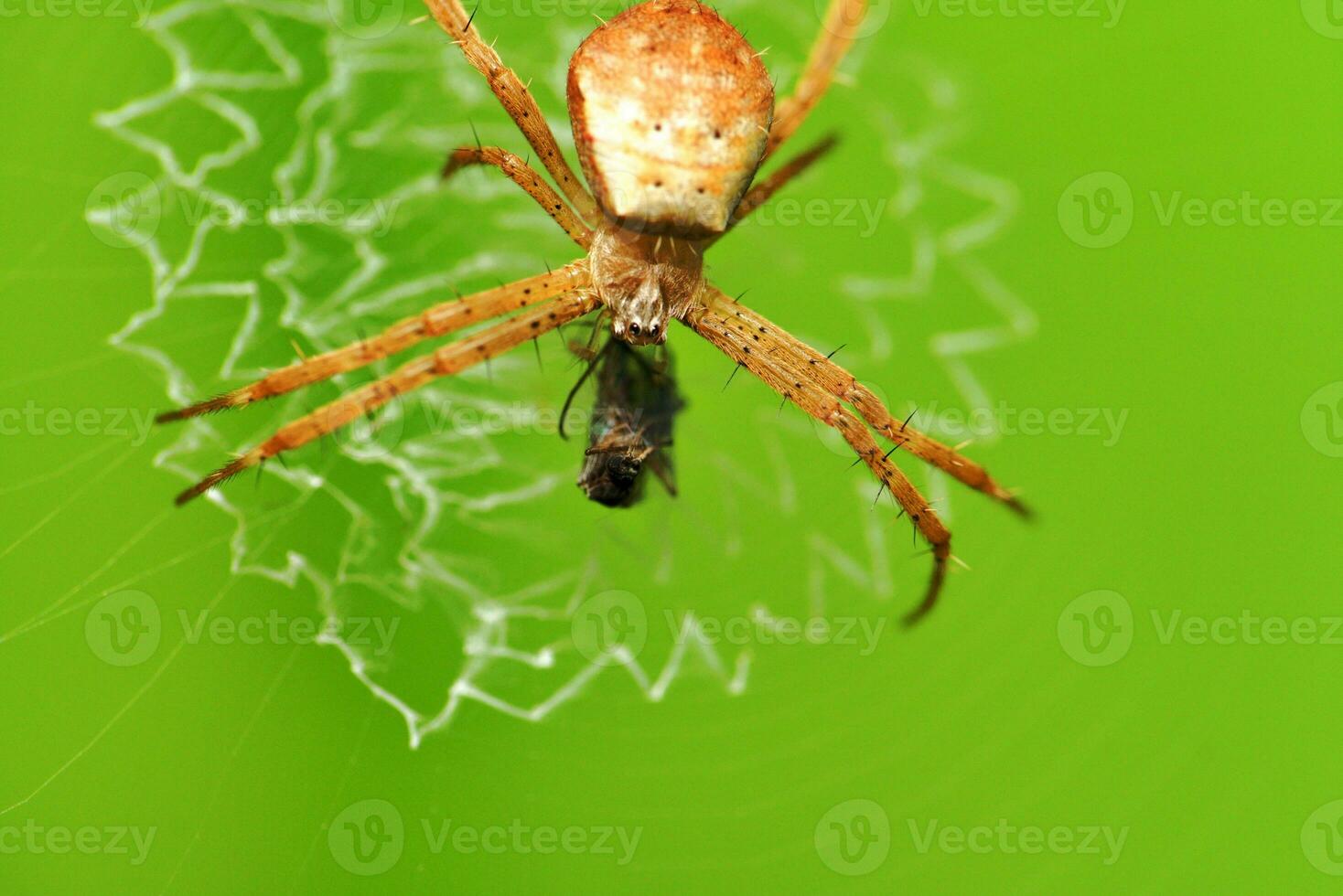 macro photo de une vert araignée perché sur une feuille 22722701 Photo de  stock chez Vecteezy
