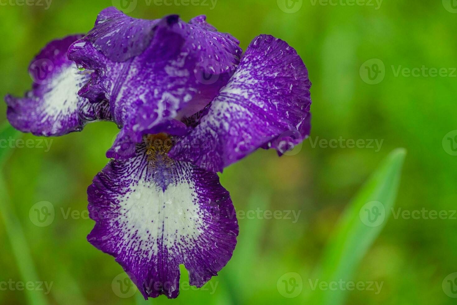 violet iris fleur fermer sur une vert Contexte. macro photo de une fleur.