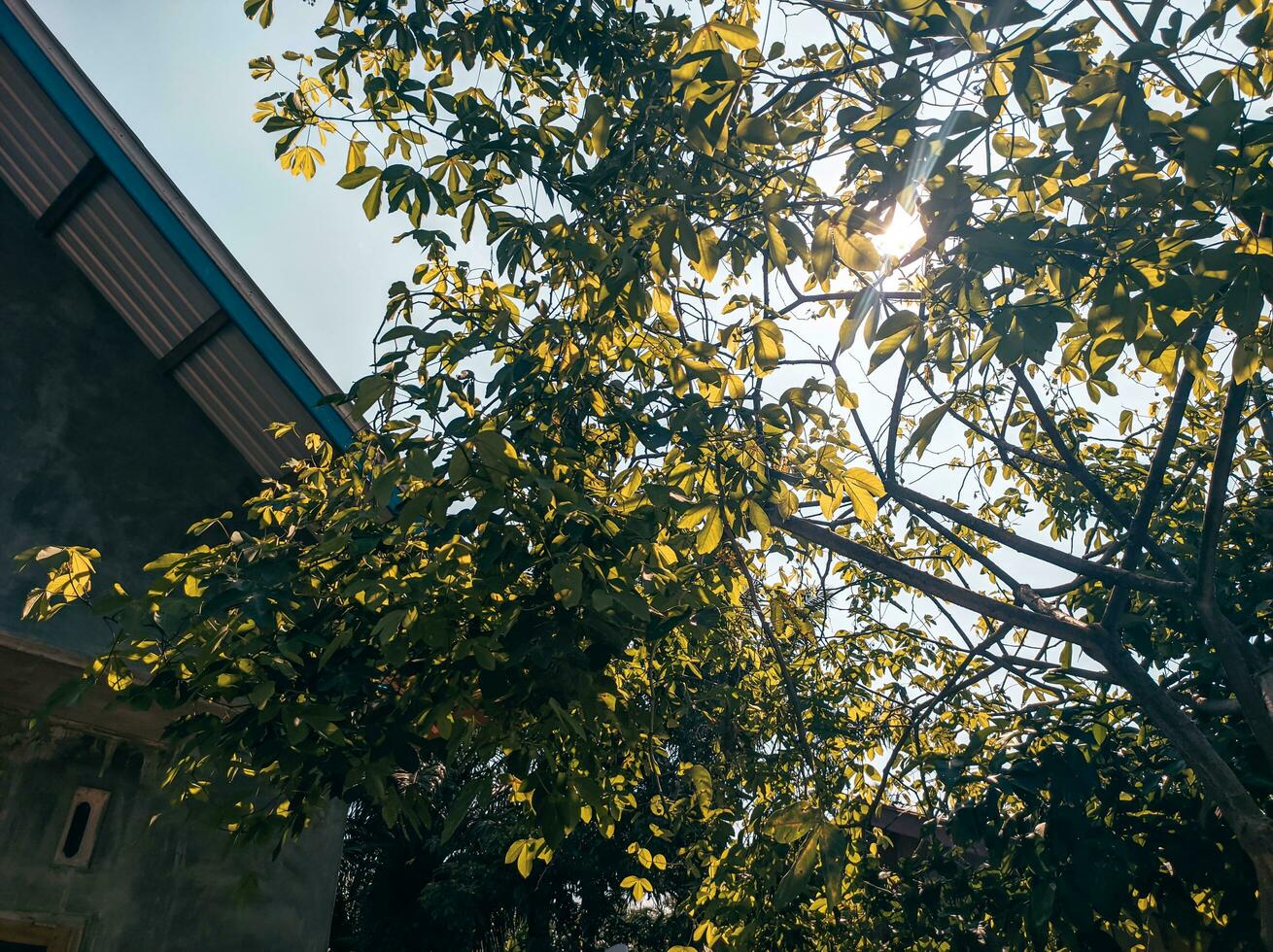 vue de arbre feuilles exposé à lumière du soleil adapté pour l'automne thème photo