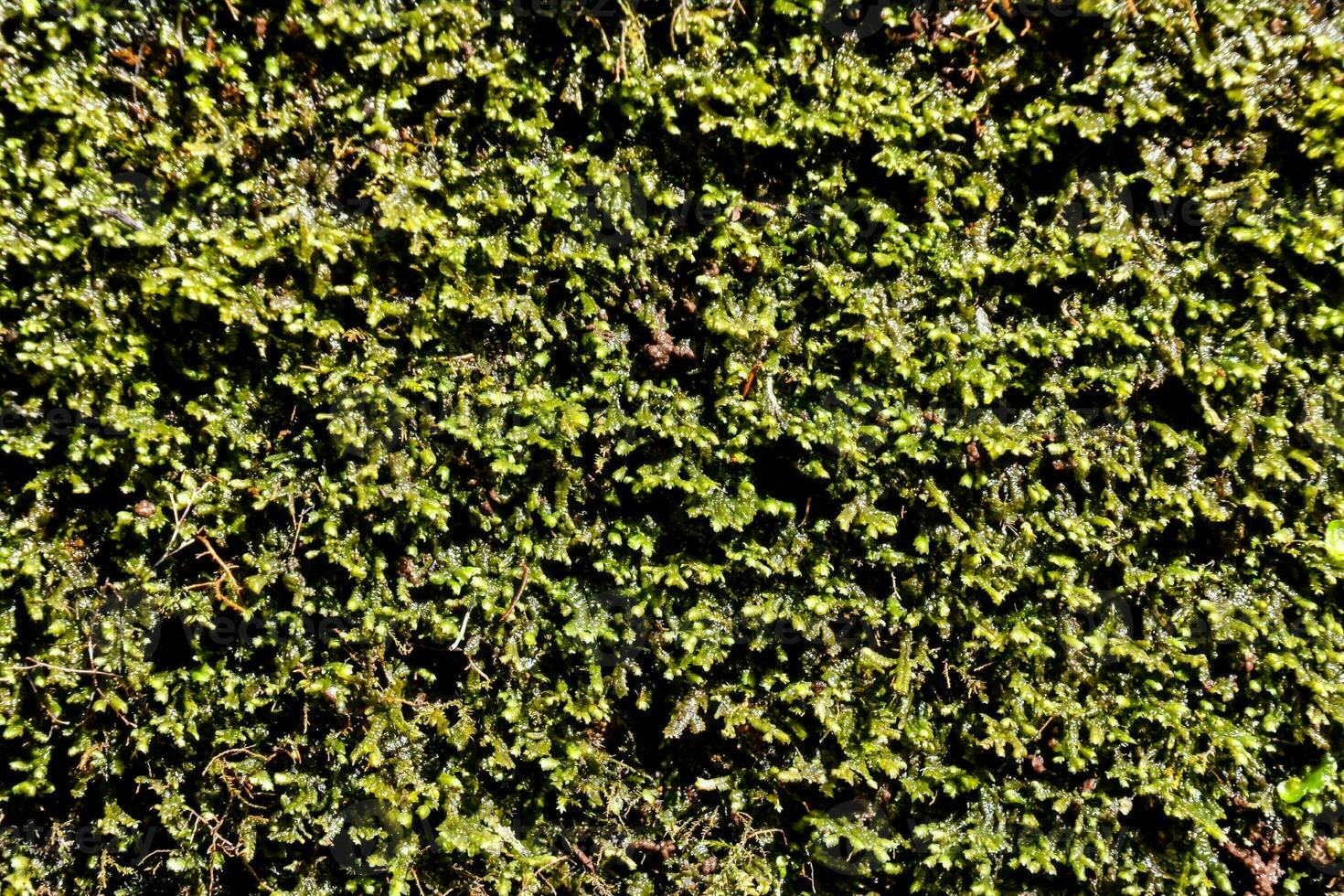 vert les plantes fermer texture photo