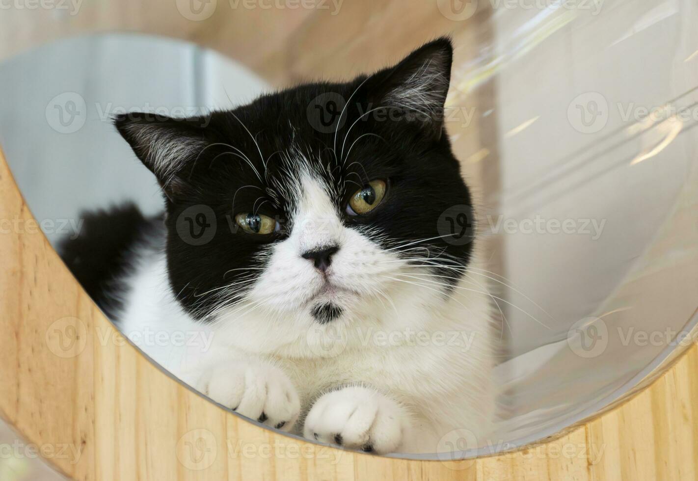 portrait blanc noir chat dans chat Accueil photo