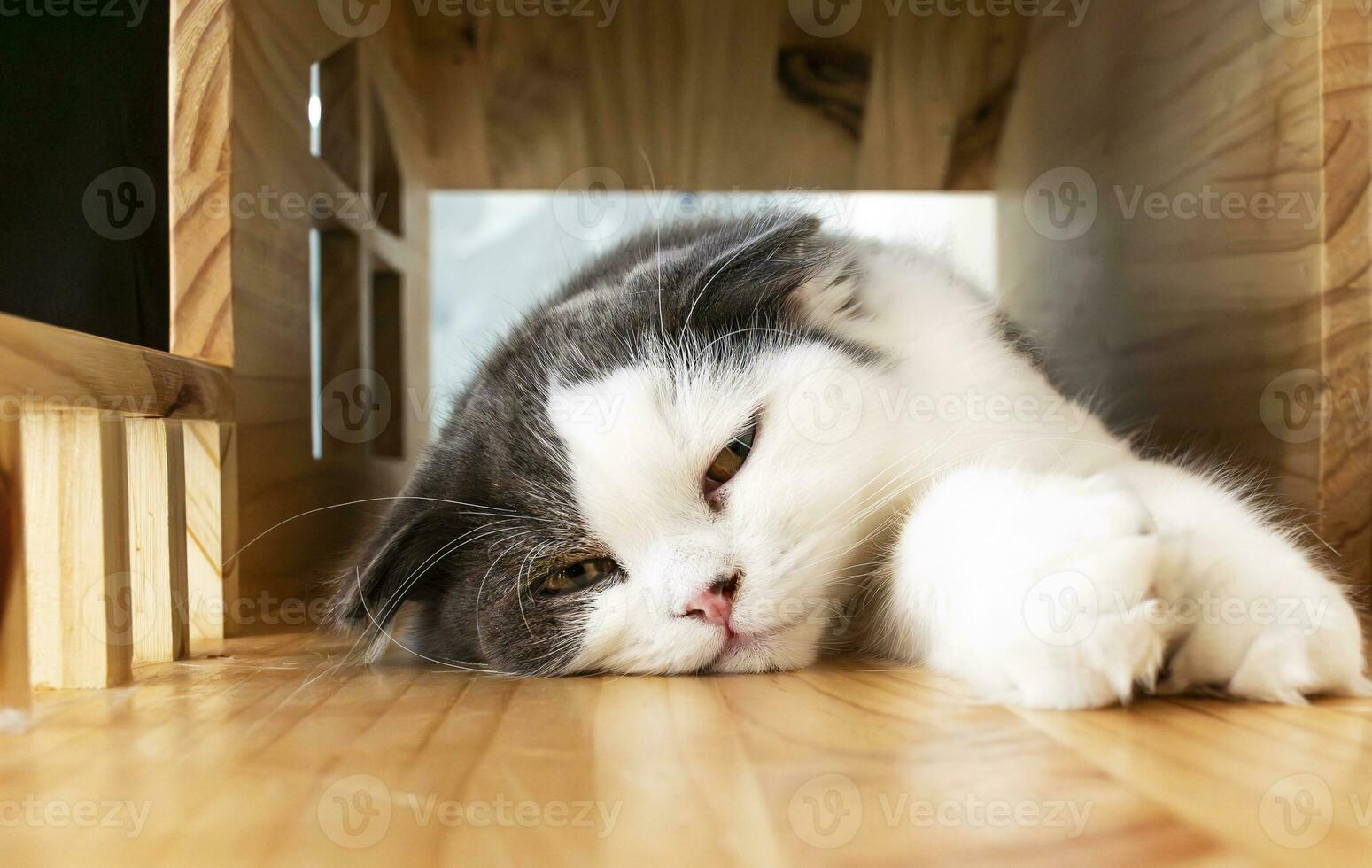 portrait blanc gris chat en train de dormir dans chat Accueil photo