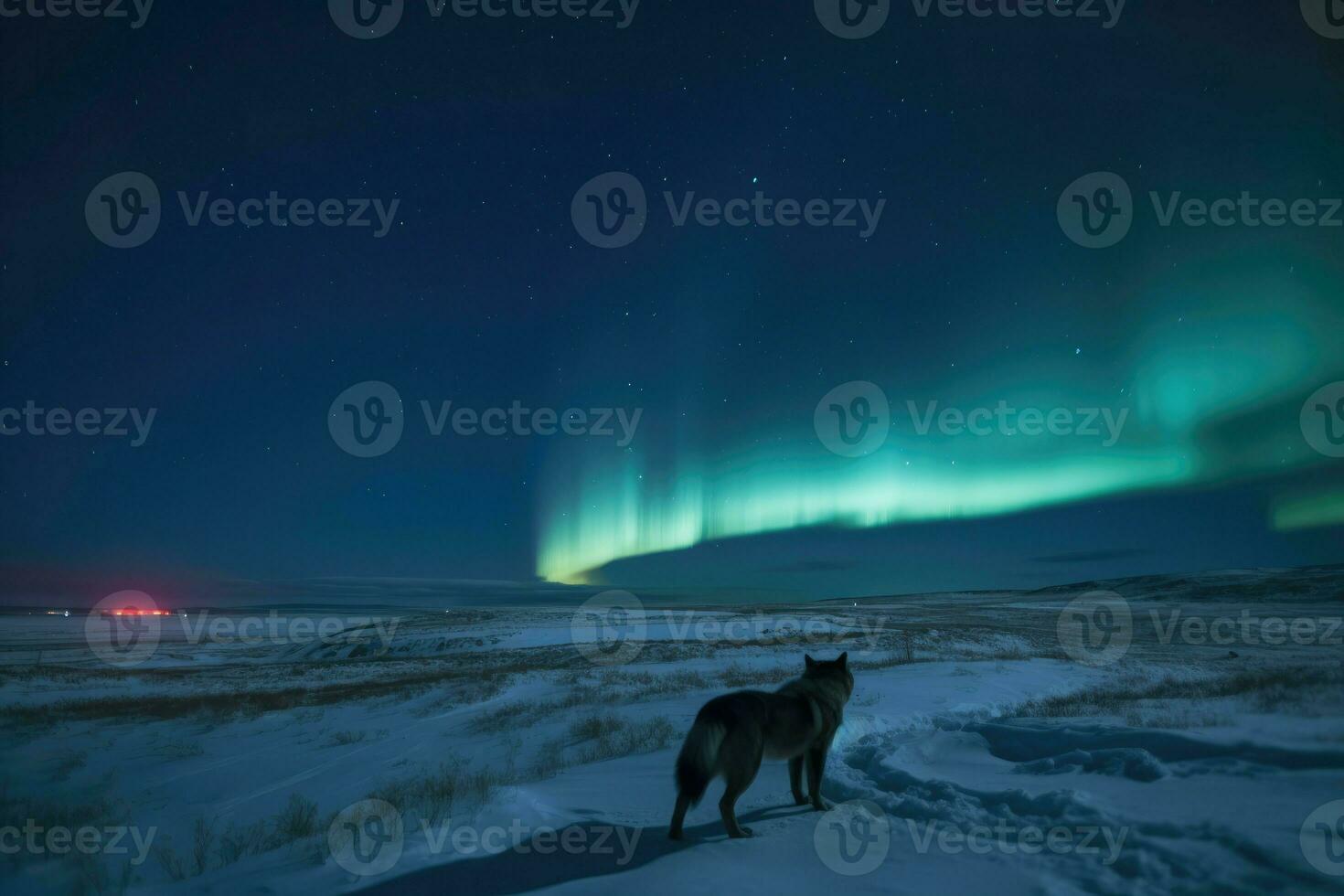 ai généré congelé toundra à nuit, avec une dansant aurore borealis éclairant le ciel et une Loup hurlement dans le distance. photo