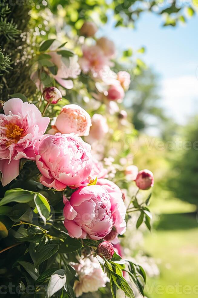 fleur jardin, jardinage et campagne nature, magnifique pivoine fleurs, pivoines épanouissement sur une ensoleillé jour, génératif ai photo