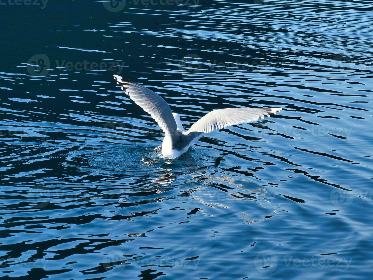 mouettes prend de dans le fjord. l'eau gouttes éclaboussure dans dynamique mouvement de mer oiseau. photo