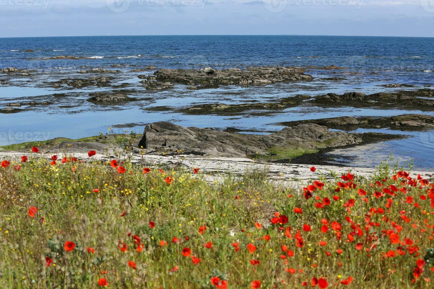 le croisic sauvage côte photo