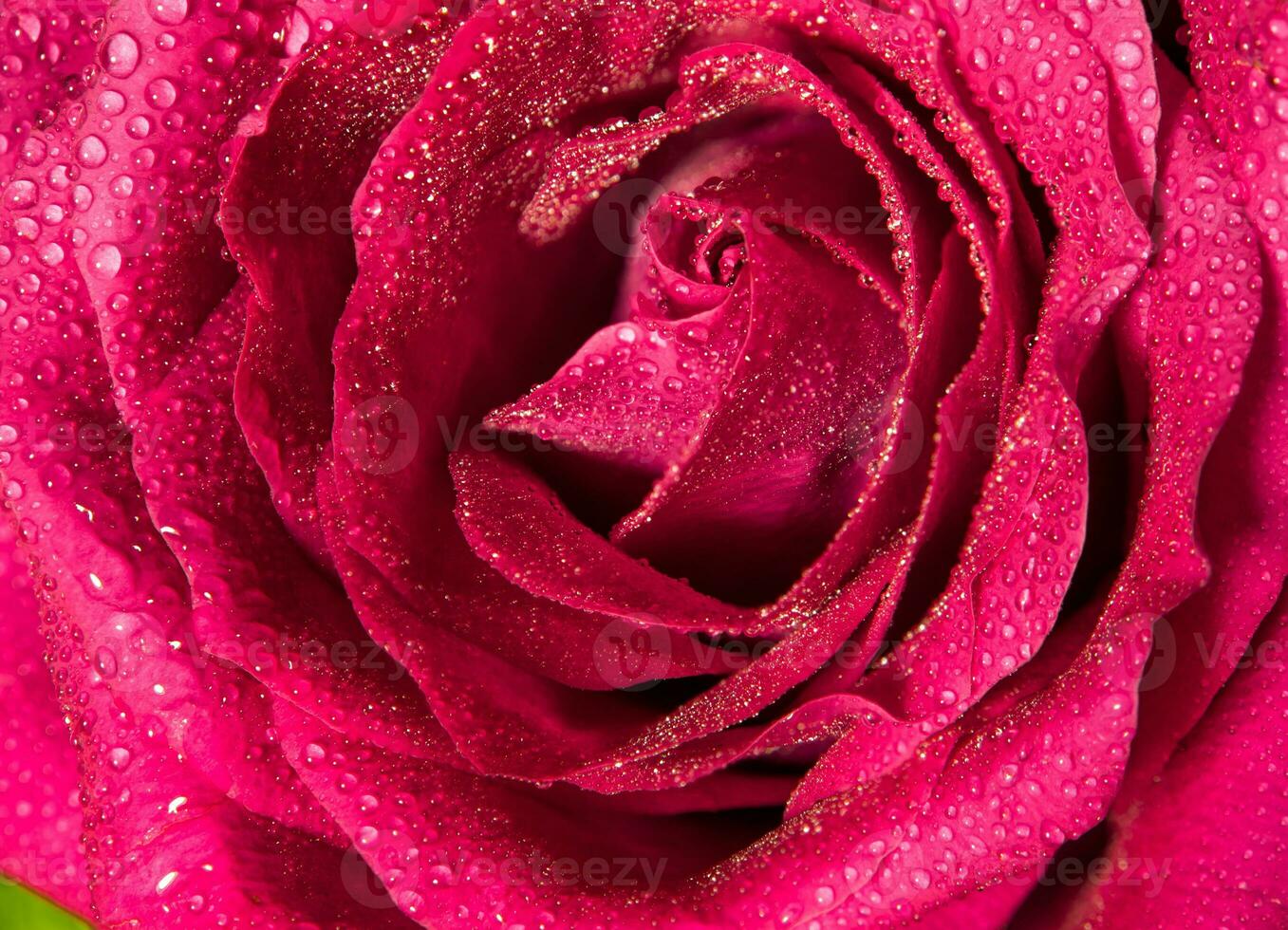 couleur douce de rose rose, fond floral naturel de couleur romance photo