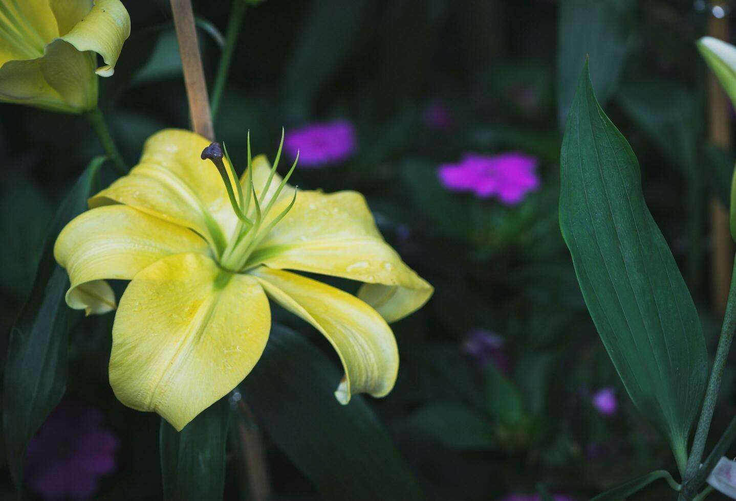 magnifique Jaune lis épanouissement dans jardin, photo