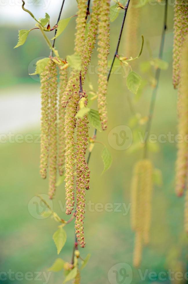 boucles d'oreilles fleuries sur un bouleau et fond bleu photo