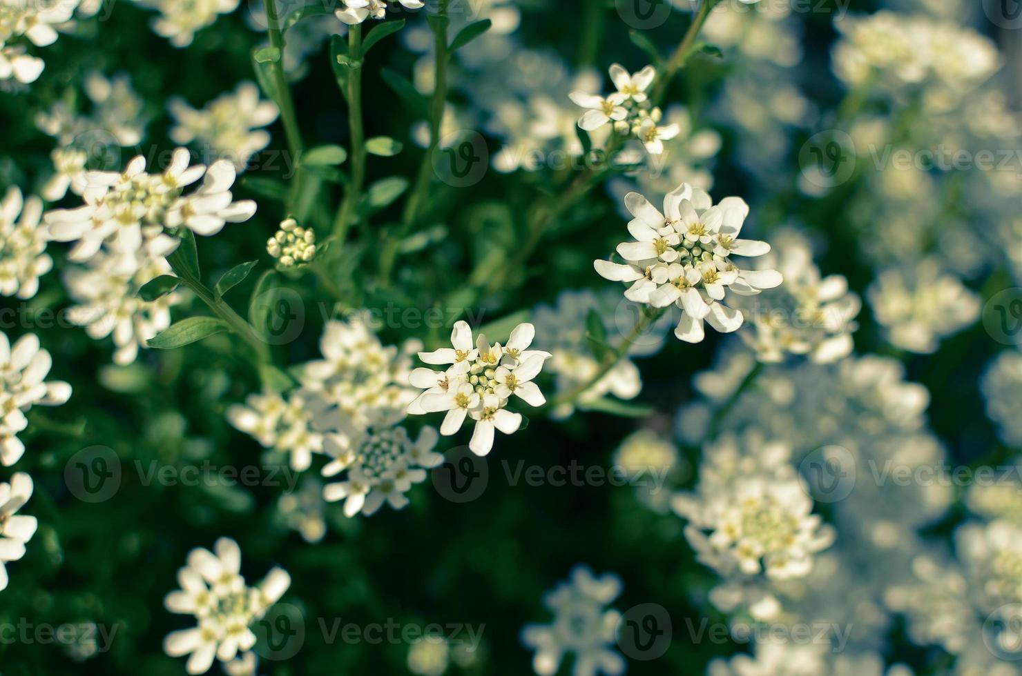 Iberis saxatilis amara ou amer candytuft de nombreuses fleurs blanches photo