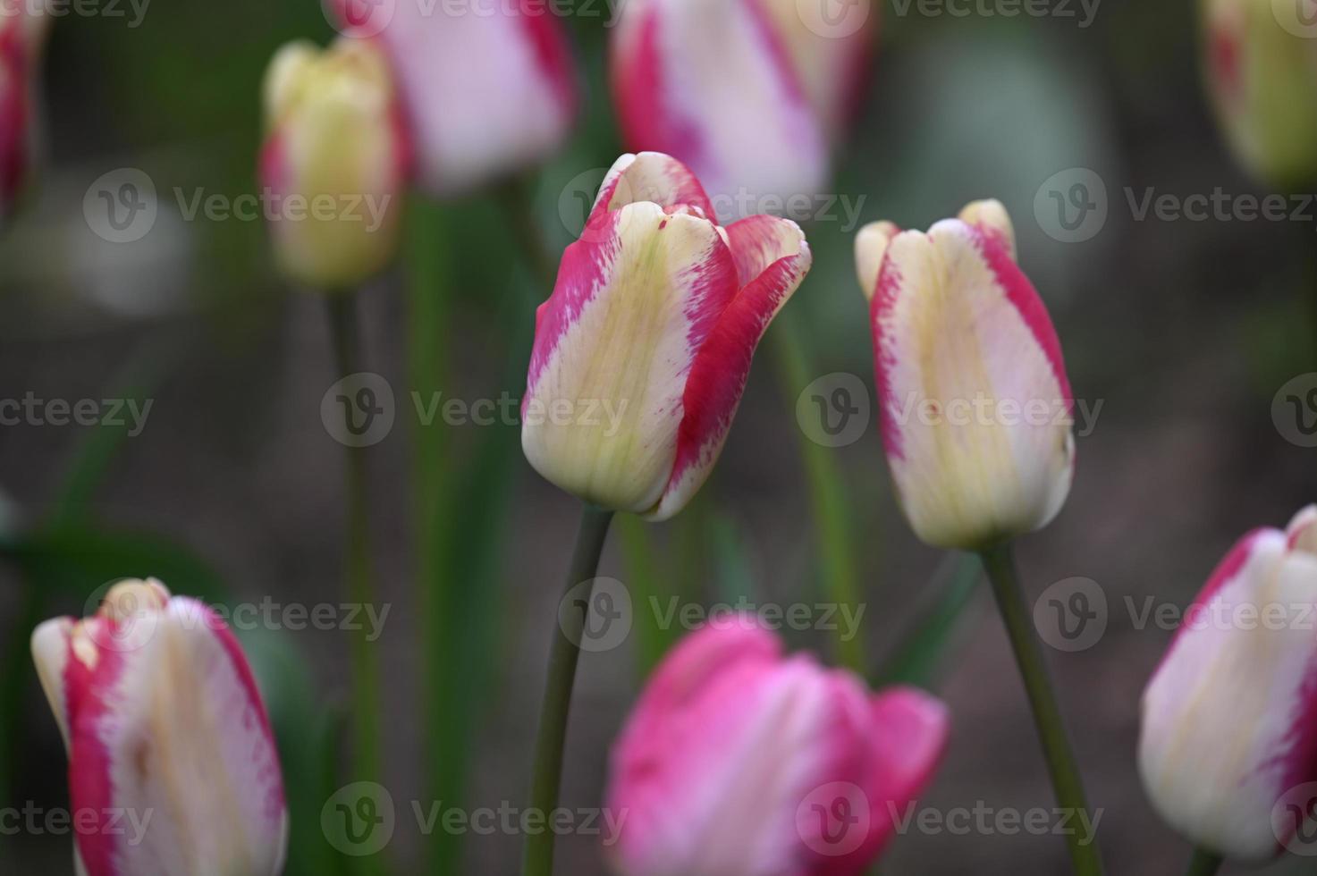 tulipes à bords rouges photo