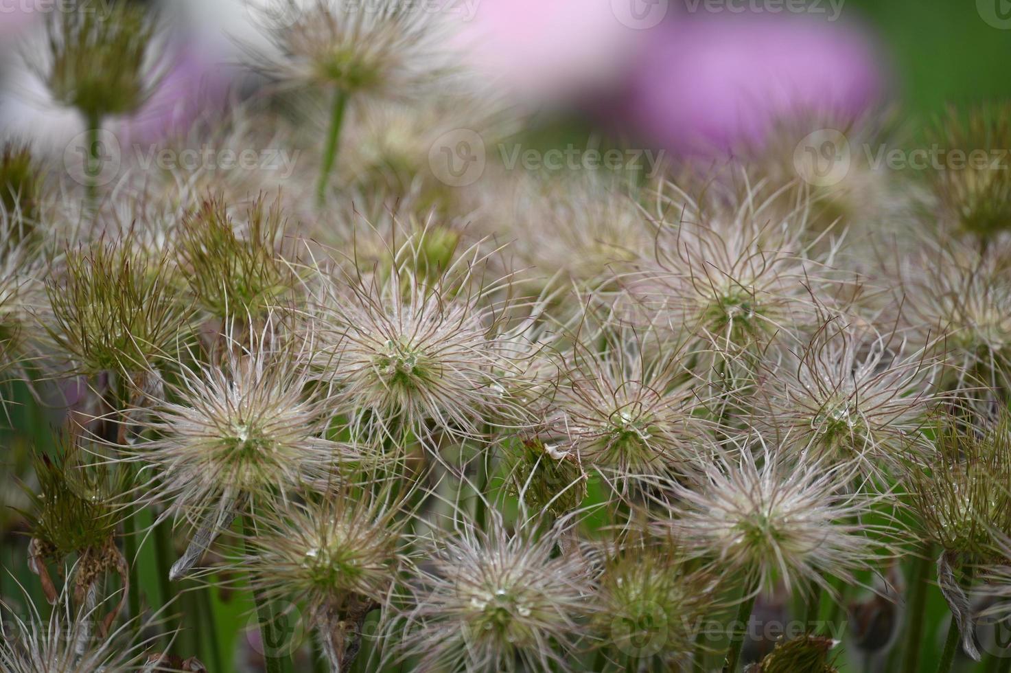 fleurs de la forêt de printemps en fleurs photo