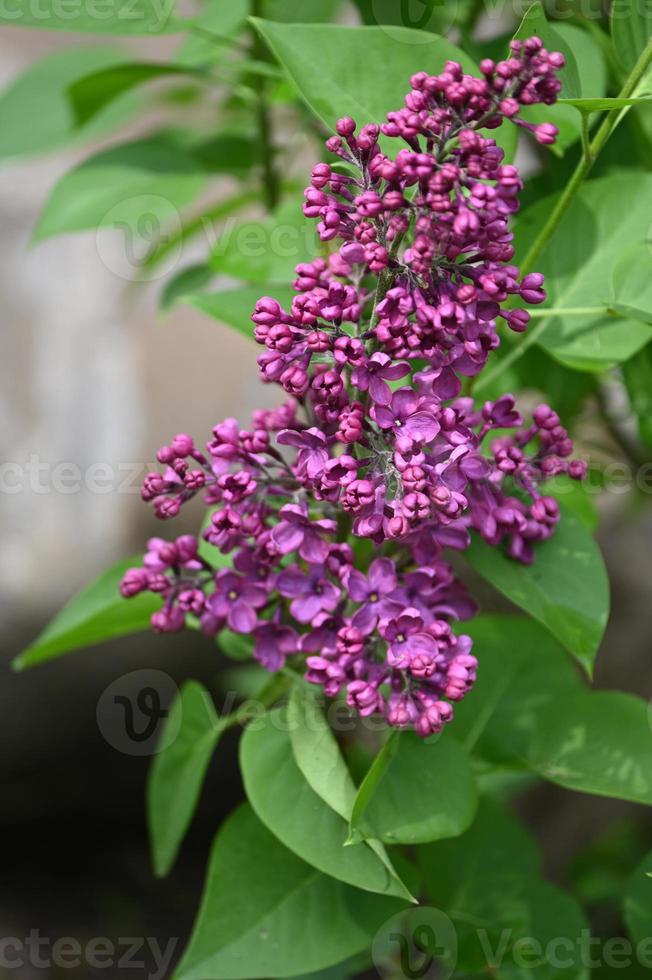 petites fleurs violettes de l'arbuste à fleurs 2530801 Banque de photos