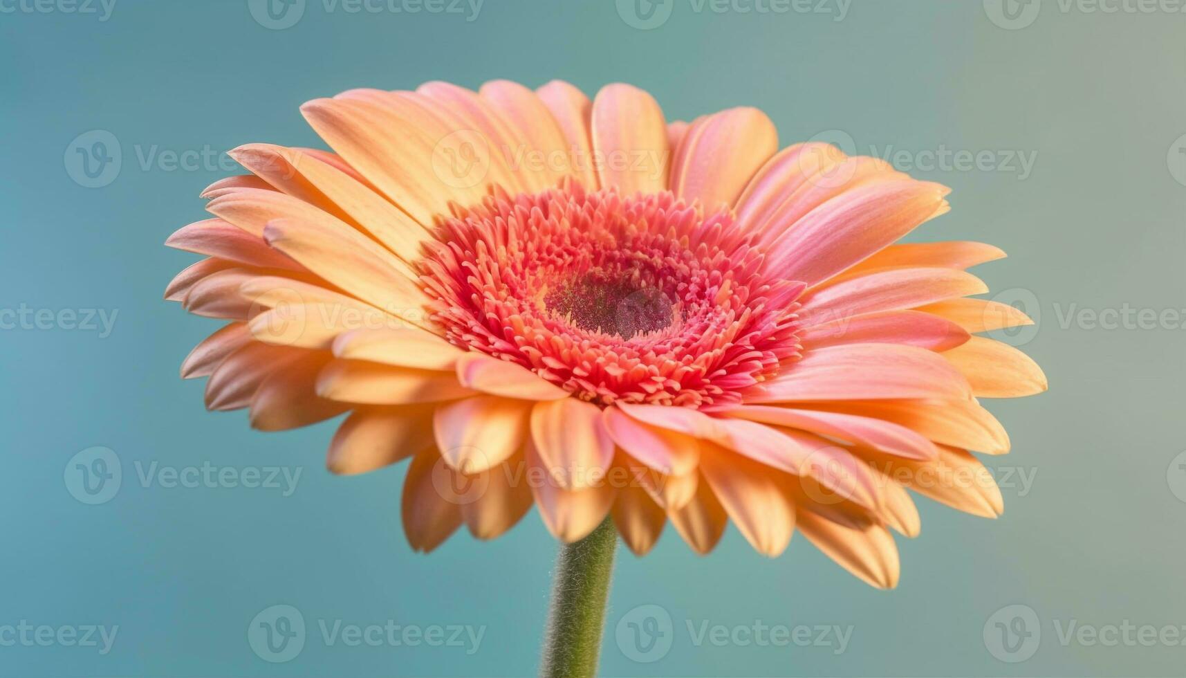 vibrant gerbera Marguerite, proche en haut de Célibataire fleur beauté dans la nature généré par ai photo