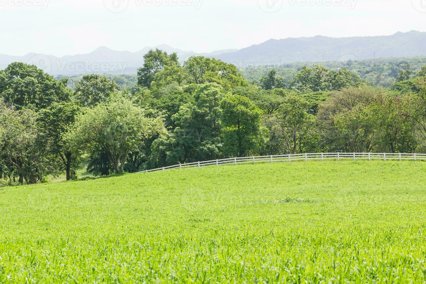 champ d'herbe verte photo