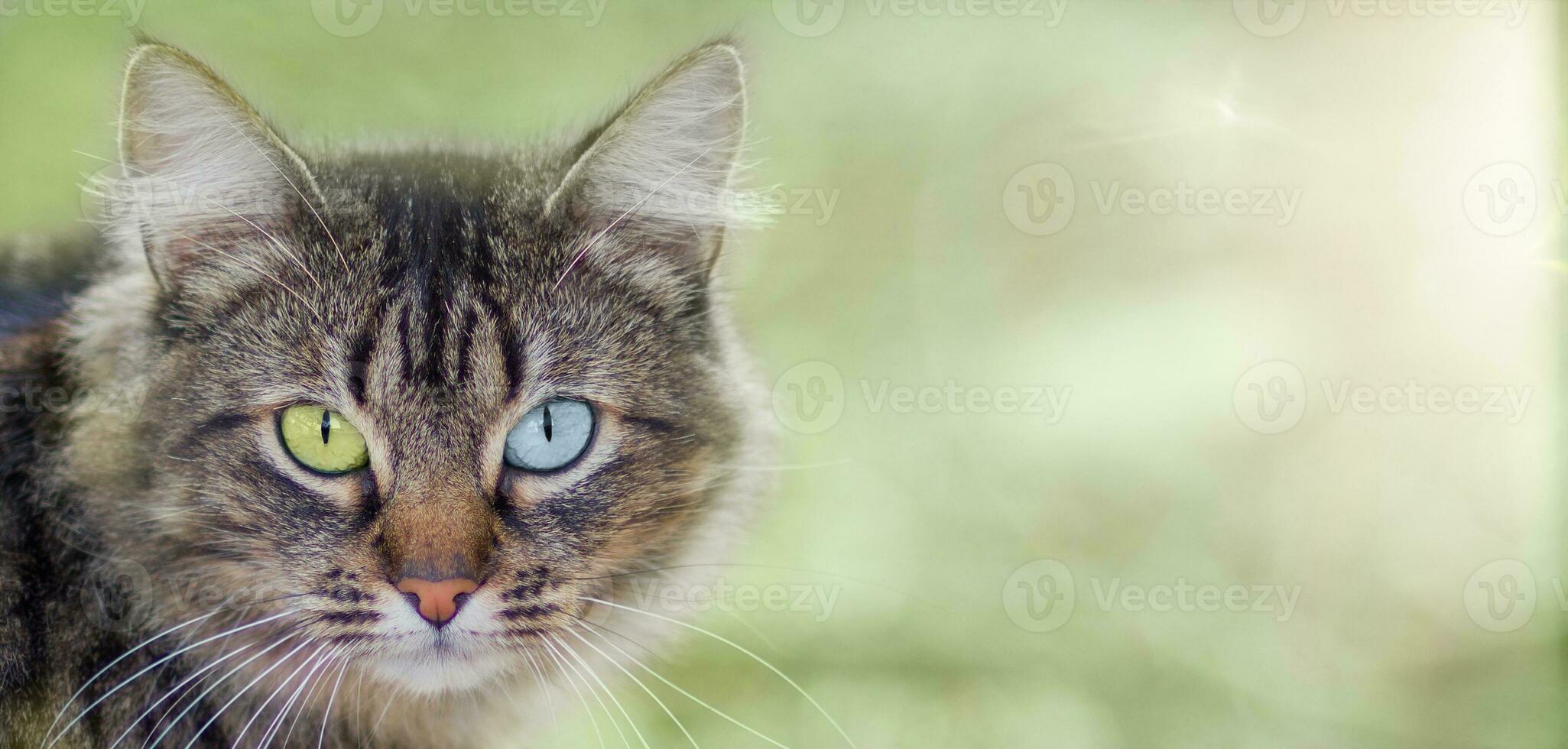 une chat avec multicolore yeux dans Jaune et bleu fermer sur une vert Contexte. photo