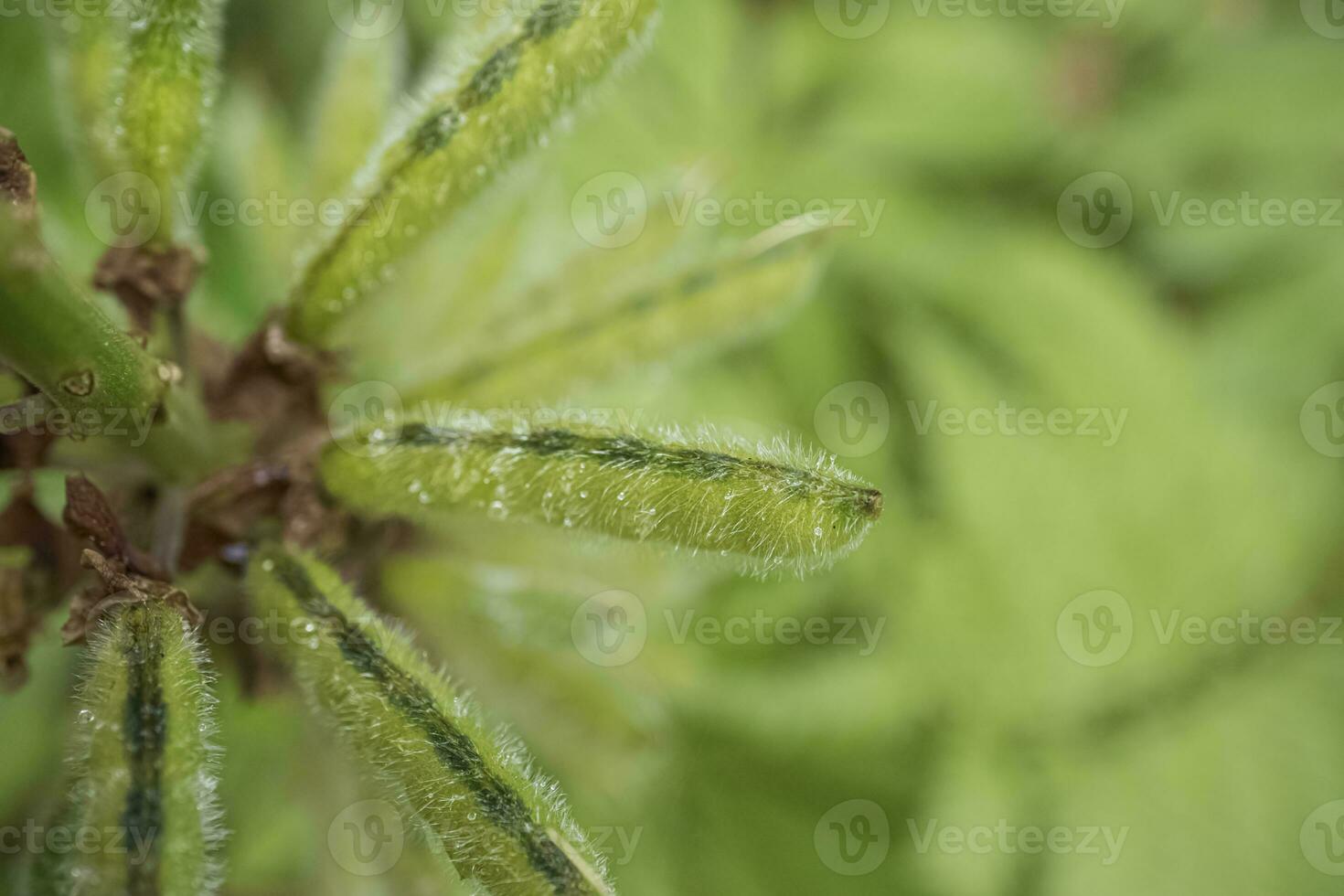 mûr des fruits de lupinus polyphylle avec hirsute poilu dosettes et séché marron déchue vers le bas fleurs Haut vers le bas vue sur flou forêt Contexte photo