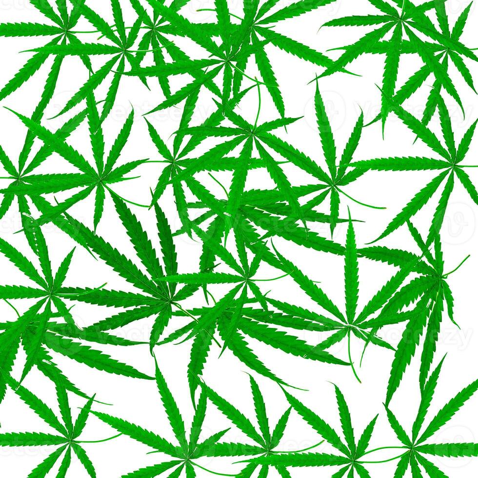 feuille de cannabis plante médicinale photo
