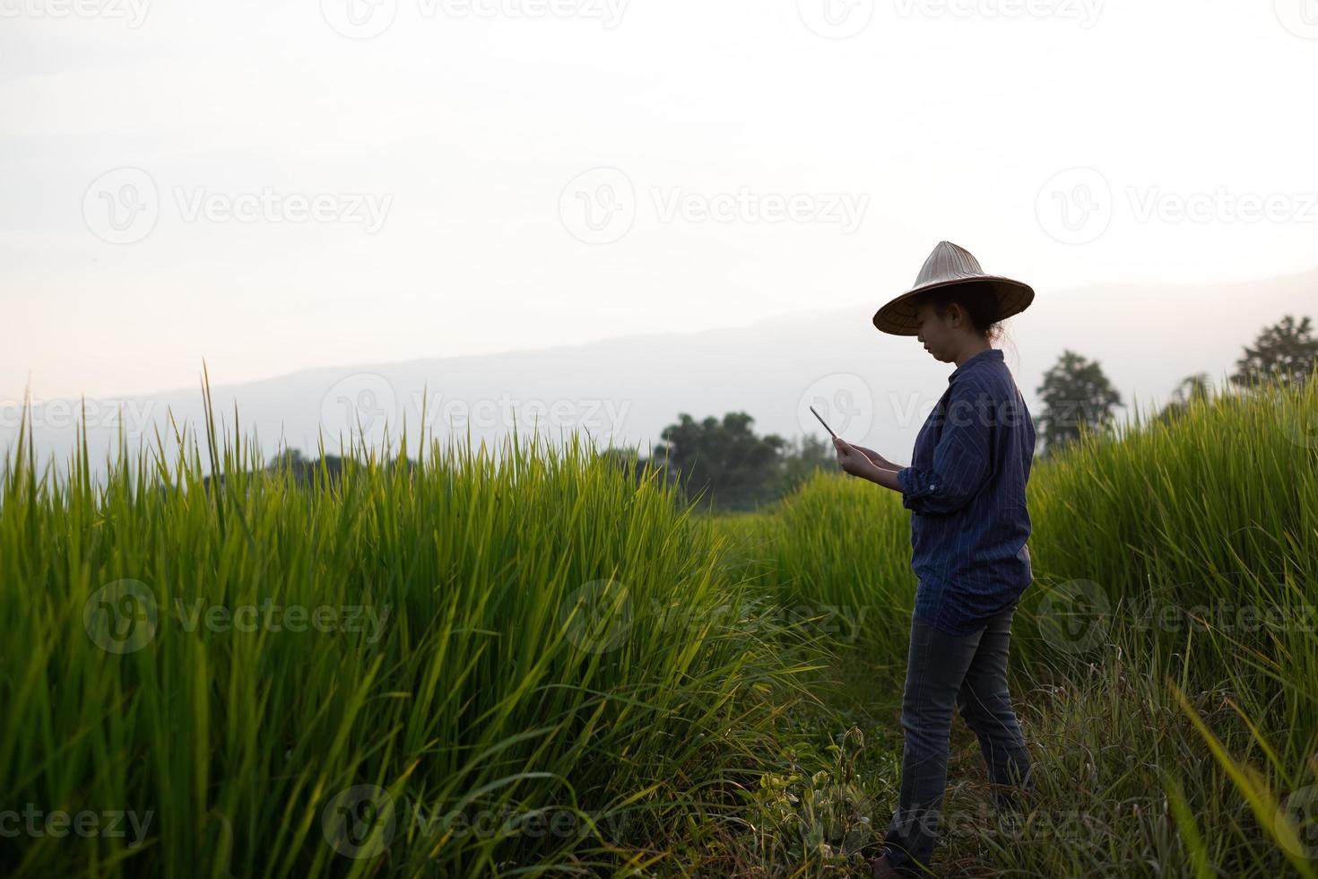 agricultrice à l'aide d'une tablette numérique dans les semis de riz vert dans une rizière avec un beau ciel et des nuages photo