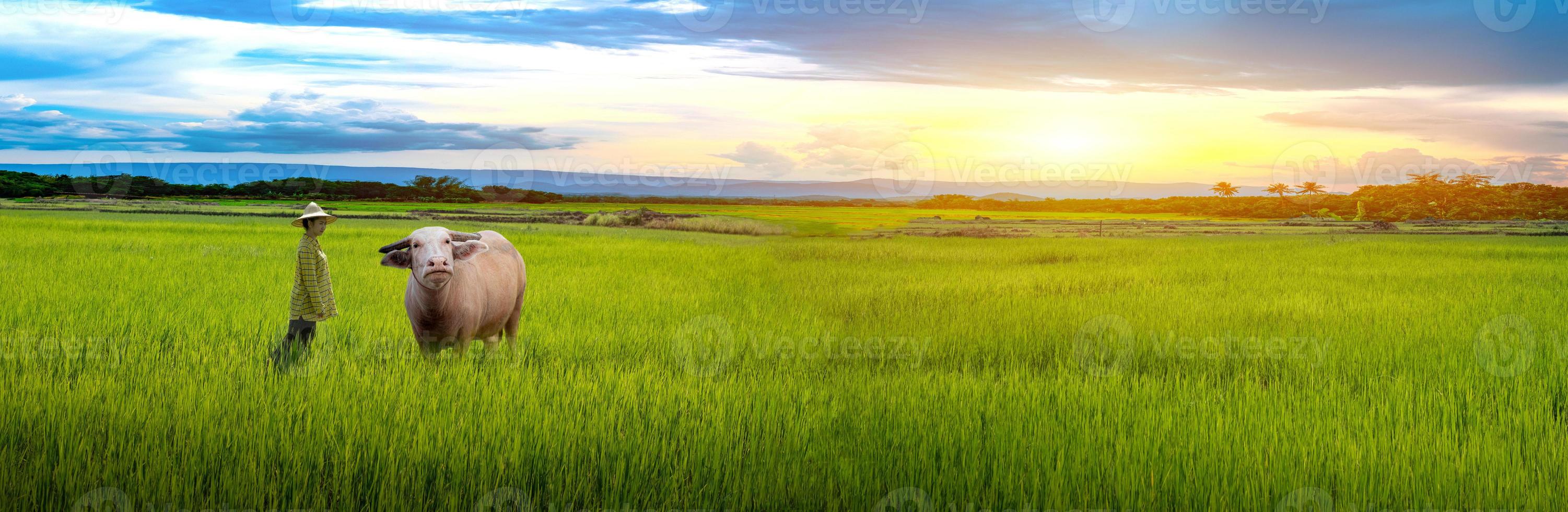 agricultrice regardant le buffle et les semis de riz vert dans une rizière avec un beau ciel et des nuages photo