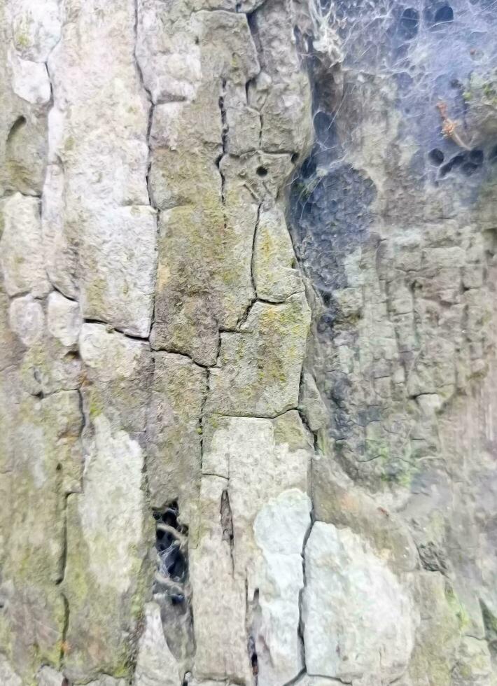 texture d'écorce d'arbre photo