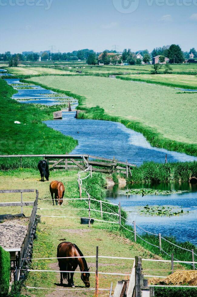 beaucoup les chevaux dans vert herbeux Prairie suivant à une canal et loin ferme dans le Pays-Bas photo
