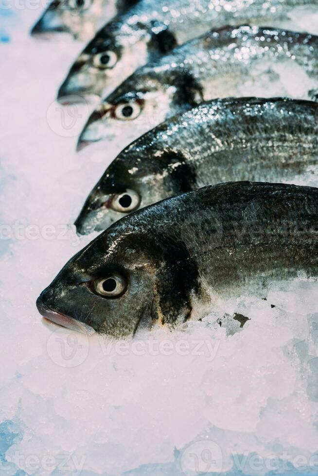 Frais poisson Loup de mer avec la glace sur glacé Contexte photo