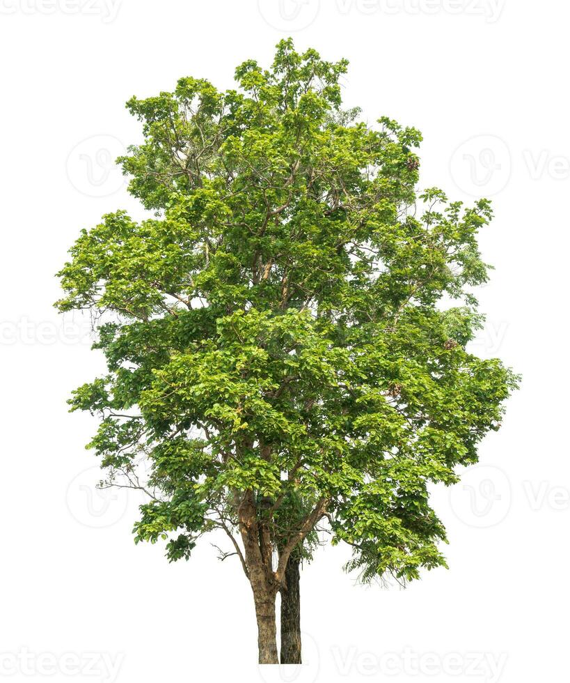 arbre vert isolé sur fond blanc. photo